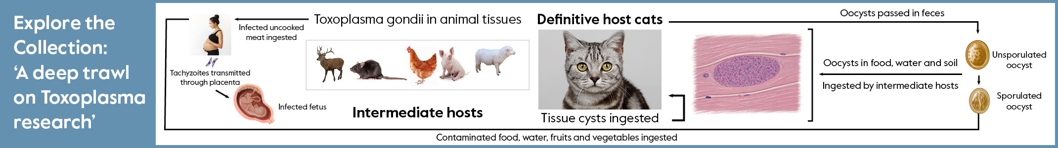 Toxoplasma May2025 Banner