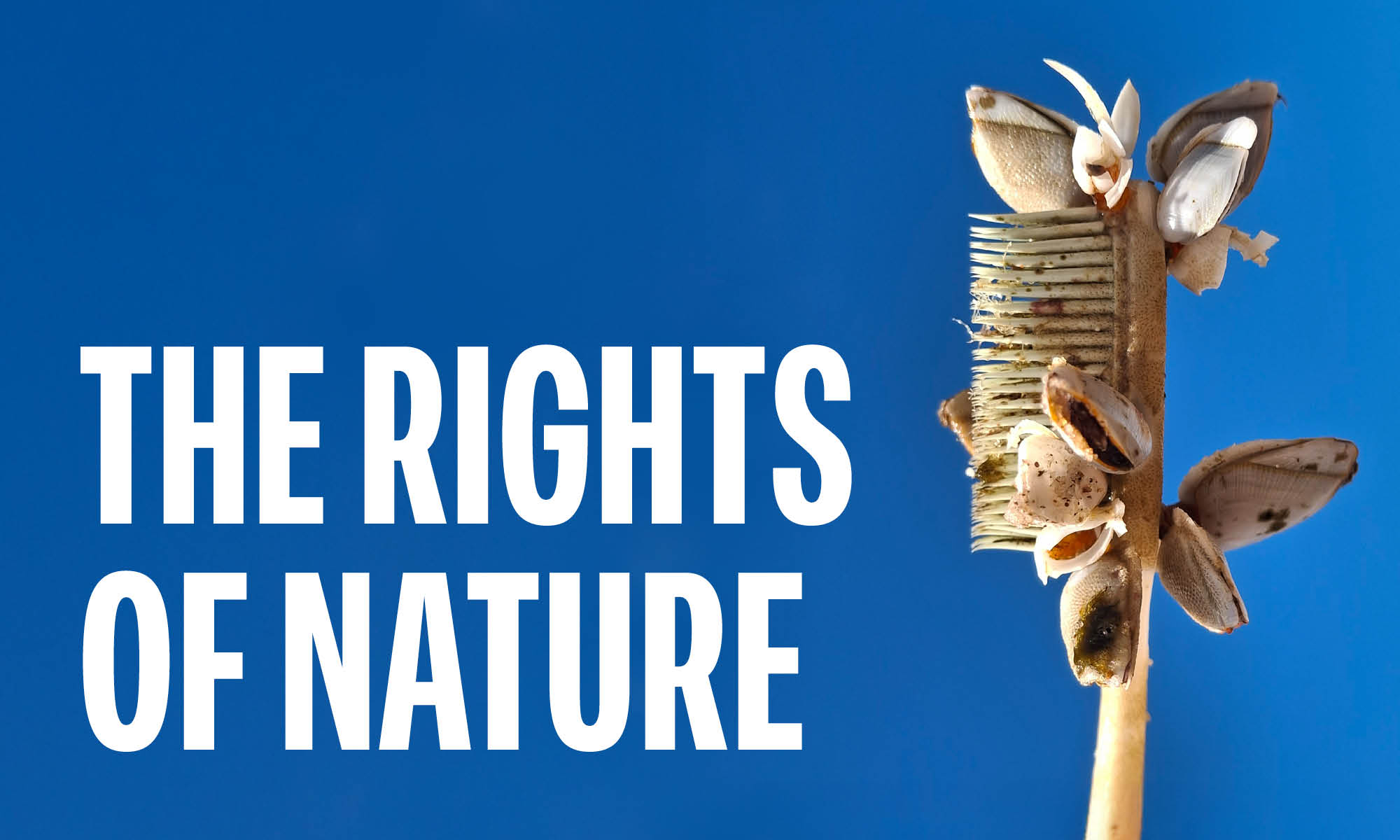 The Rights of Nature