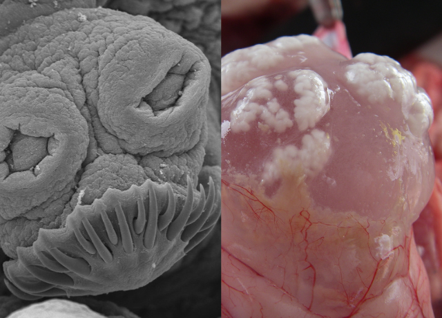 Inside your brain Core 640