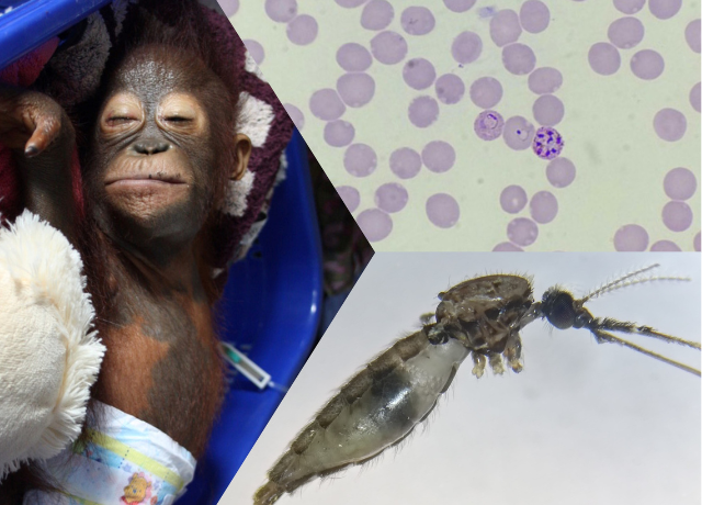 Primate Malaria Core640