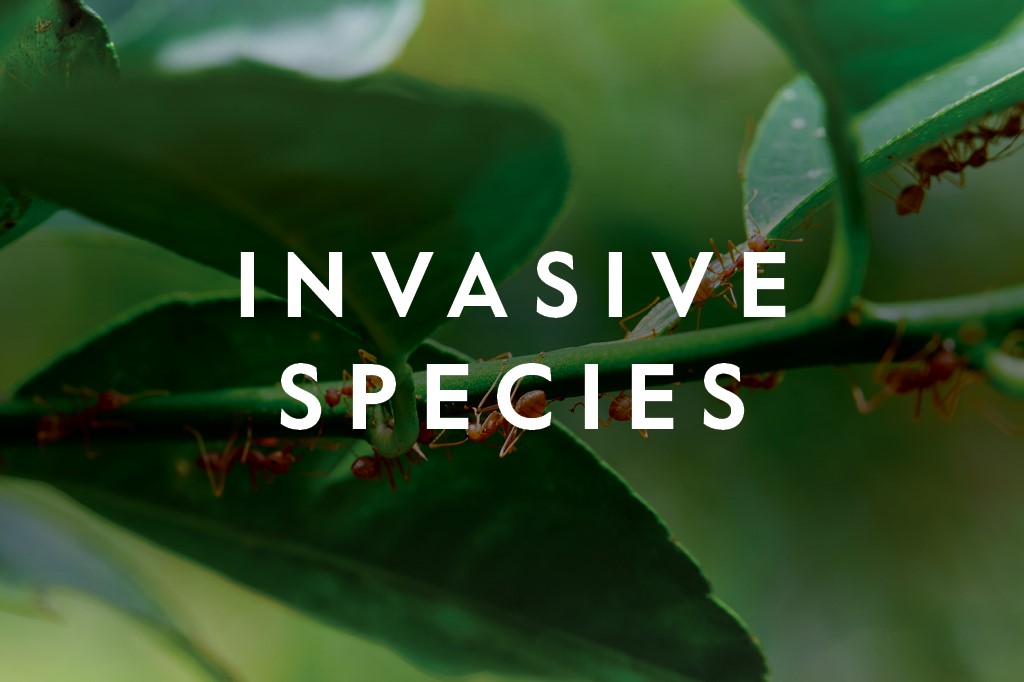 Invasive Species