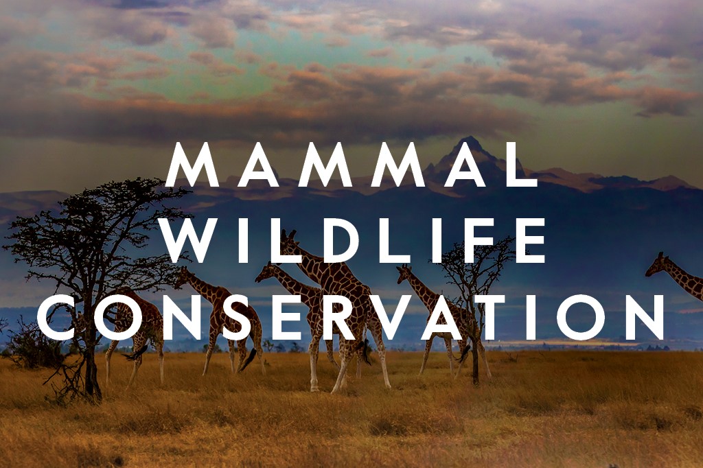 Mammal Wildlife Conservation