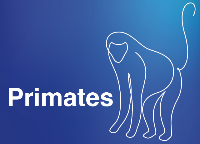 Primates
