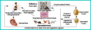 A deep trawl on Toxoplasma research