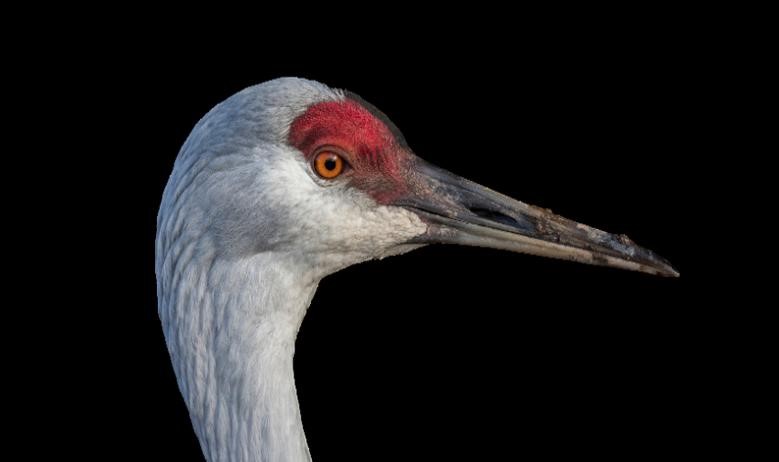 World Migratory Bird Day 2025