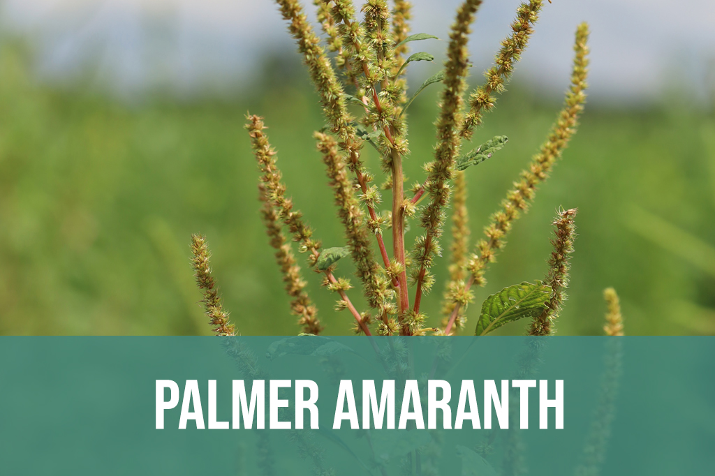 Palmer amaranth