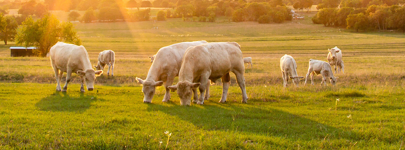 Traditional Knowledge